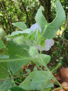 Imagem de Abutilon leonardii Urb.