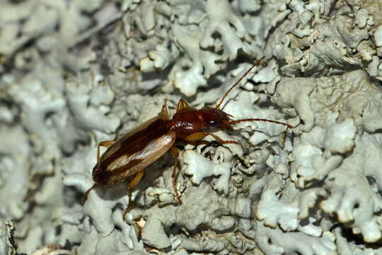 Imagem de Cymindis (Cymindis) decora Fischer von Waldheim 1829