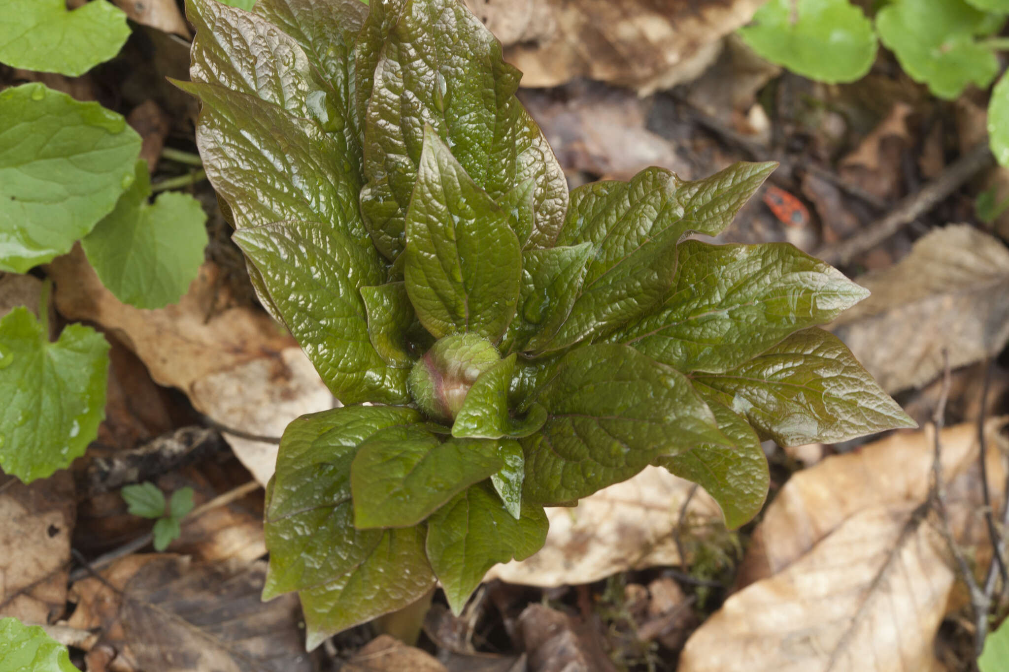 Image of Paeonia wittmanniana Hartw. ex Lindl.