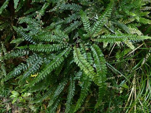 Image of rough maidenhair