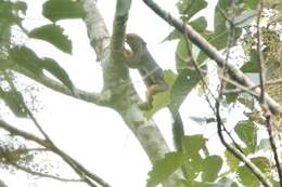 Image of Kinabalu Squirrel