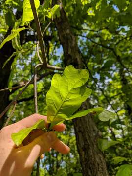 Image de Quercus leana Nutt.