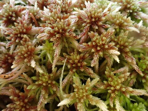 Imagem de Sphagnum russowii Warnstorf 1886