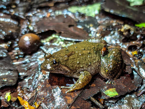 Image of Sumatran Puddle Frog