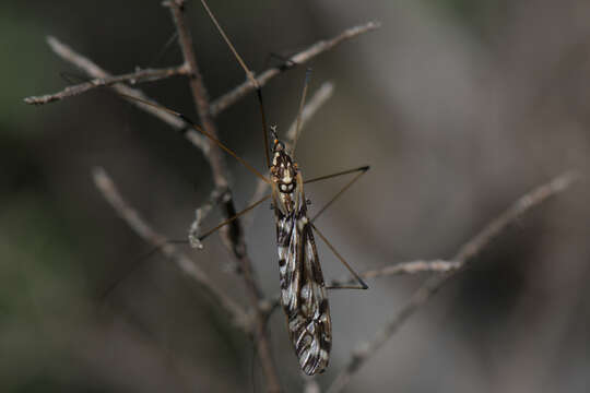 Image of Ischnotoma (Ischnotoma) eburnea (Walker 1848)