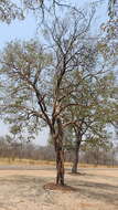 Image of Rhodesian copalwood