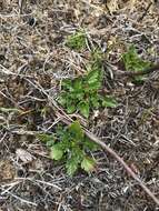 Image of Rubus gunnianus Hook.