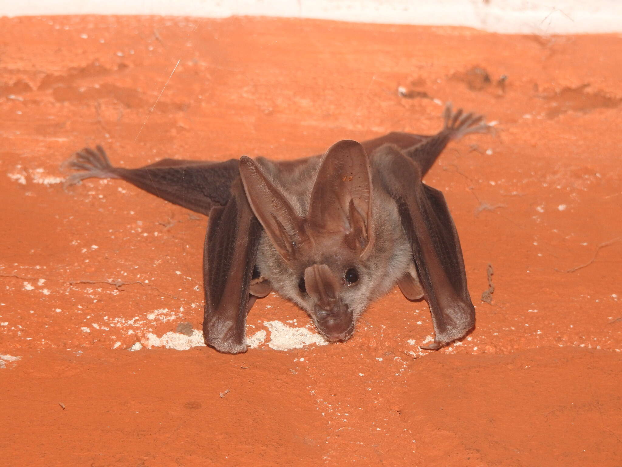 Image of Greater False Vampire Bat