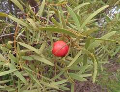 Image of Santalum acuminatum (R. Br.) A. DC.