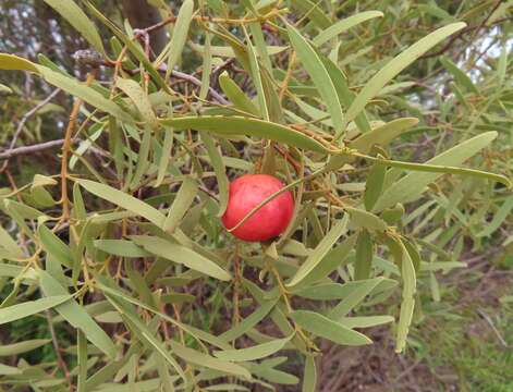 Image of Santalum acuminatum (R. Br.) A. DC.