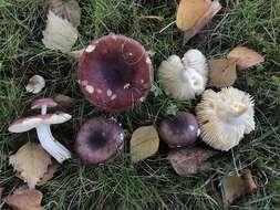 Imagem de Russula versicolor Jul. Schäff. 1931