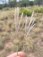 Image of Bothriochloa ewartiana (Domin) C. E. Hubb.