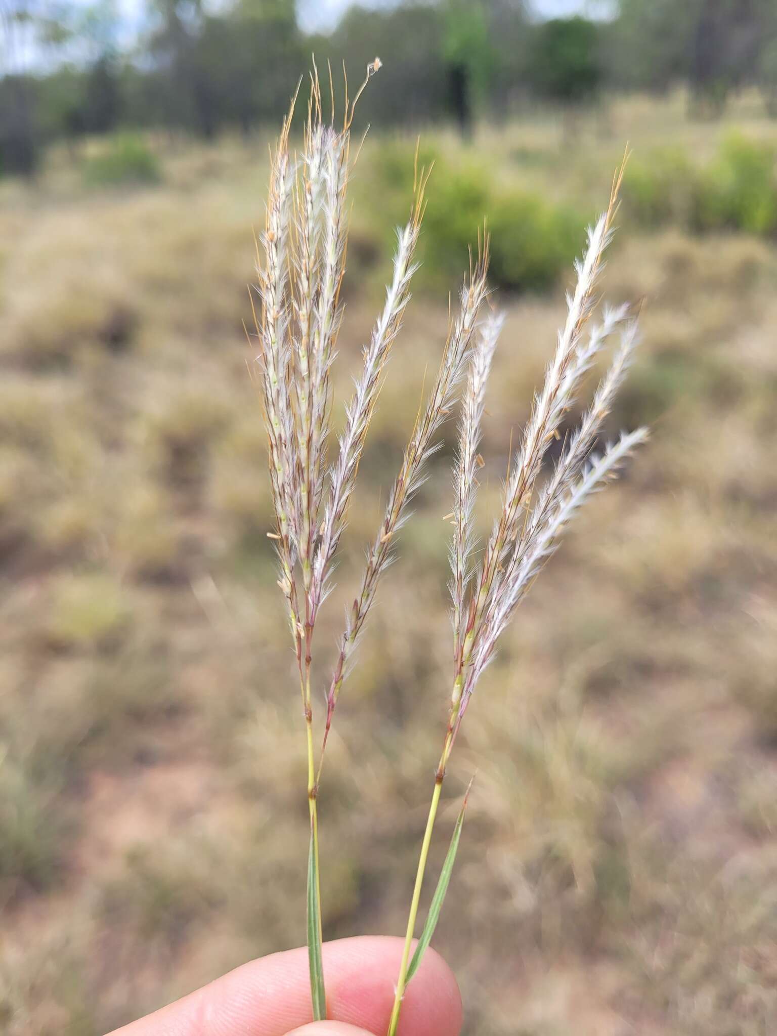 صورة Bothriochloa ewartiana (Domin) C. E. Hubb.