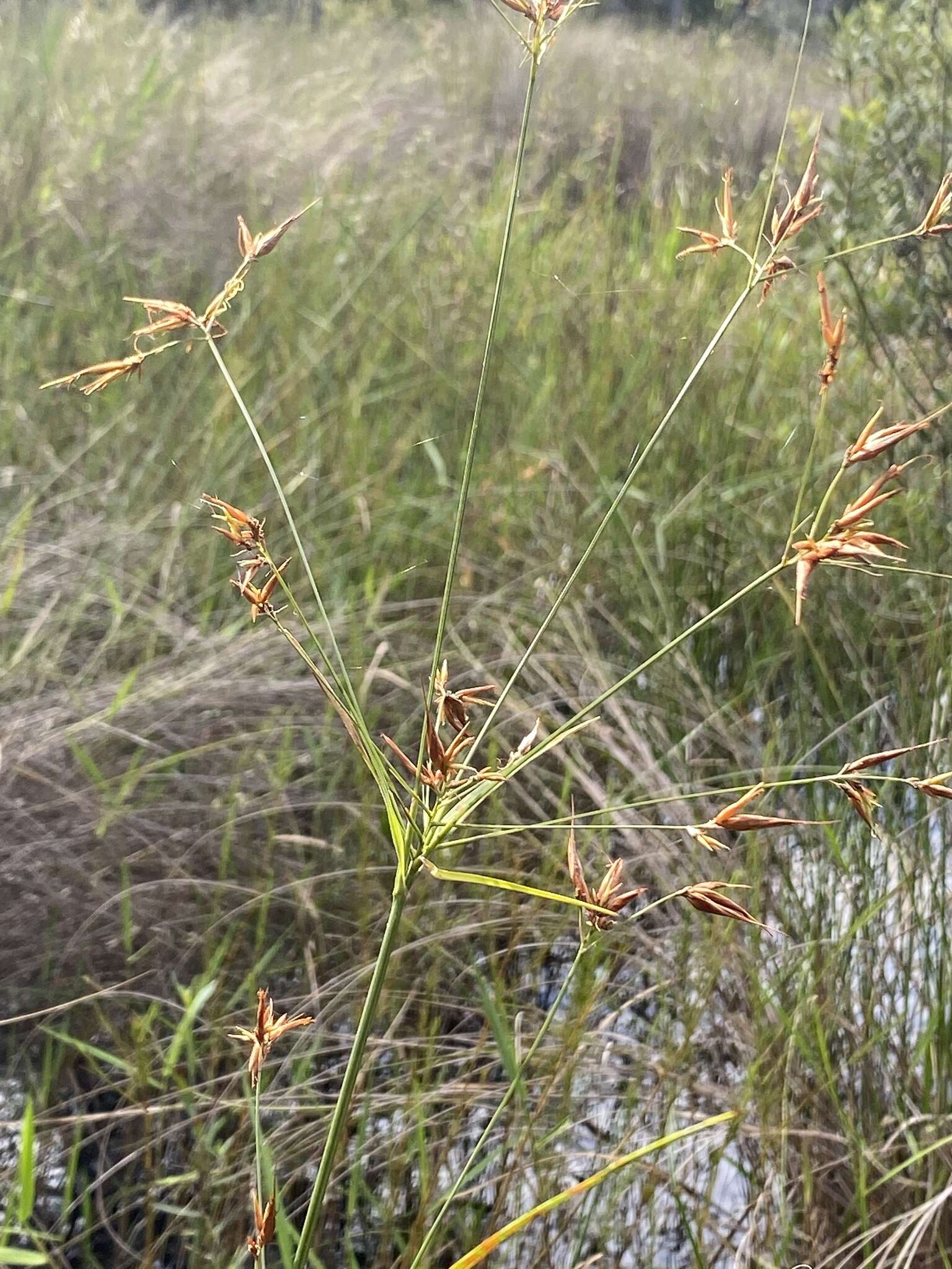 Imagem de Rhynchospora inundata (Oakes) Fernald