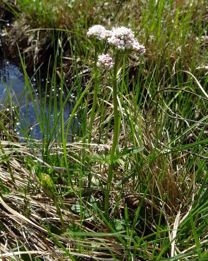 Image of marsh valerian