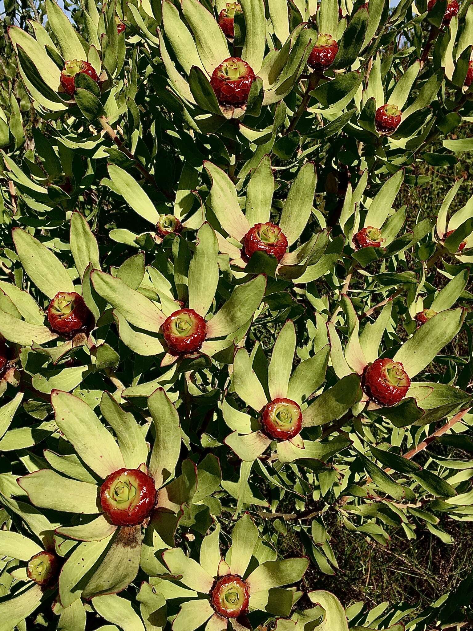 Image of Leucadendron pubibracteolatum I. J. M. Williams