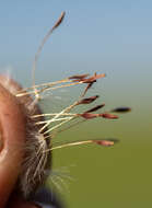 Image of Taraxacum dissectum (Ledeb.) Ledeb.