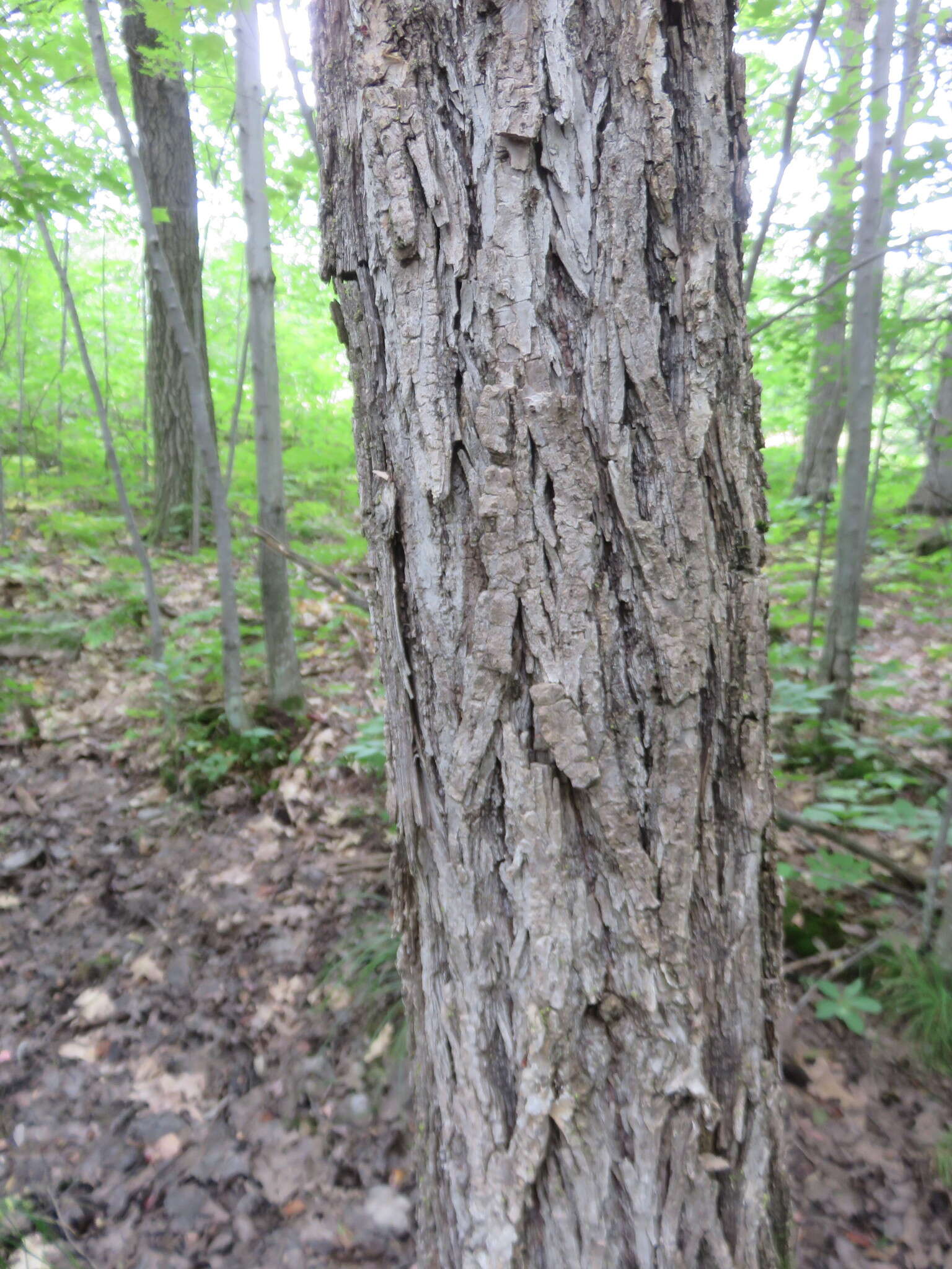 Imagem de Salix amygdaloides Anderss.