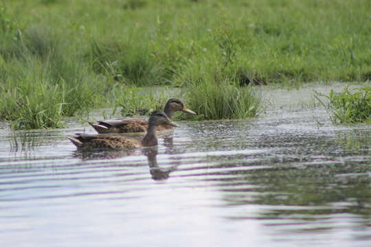 Image of American Black Duck