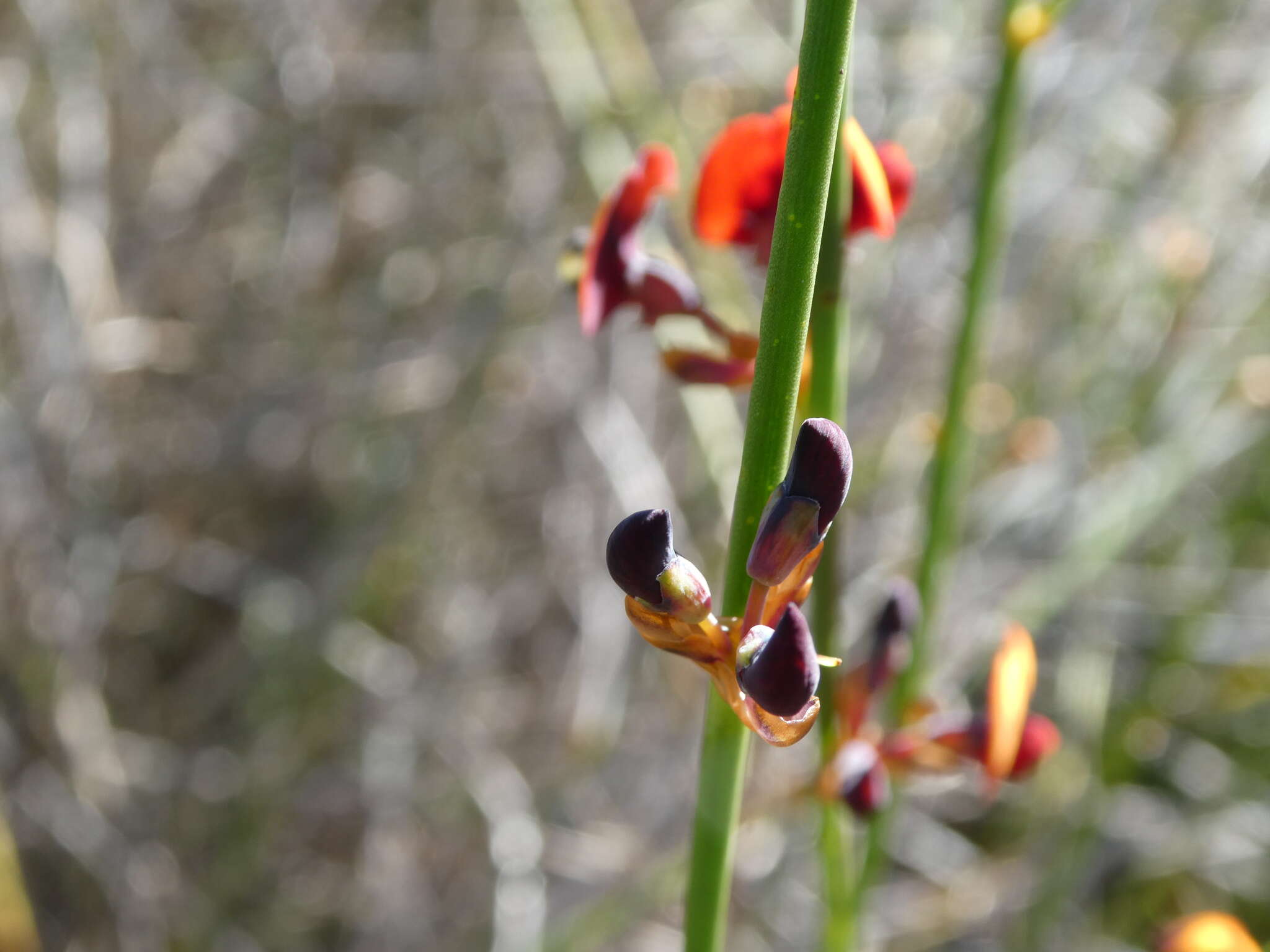 Daviesia triflora Crisp resmi