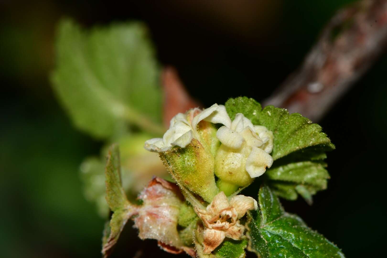 Image of Ribes neglectum Rose