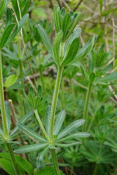 Image of Galium album subsp. pycnotrichum (Heinr. Braun) Krendl