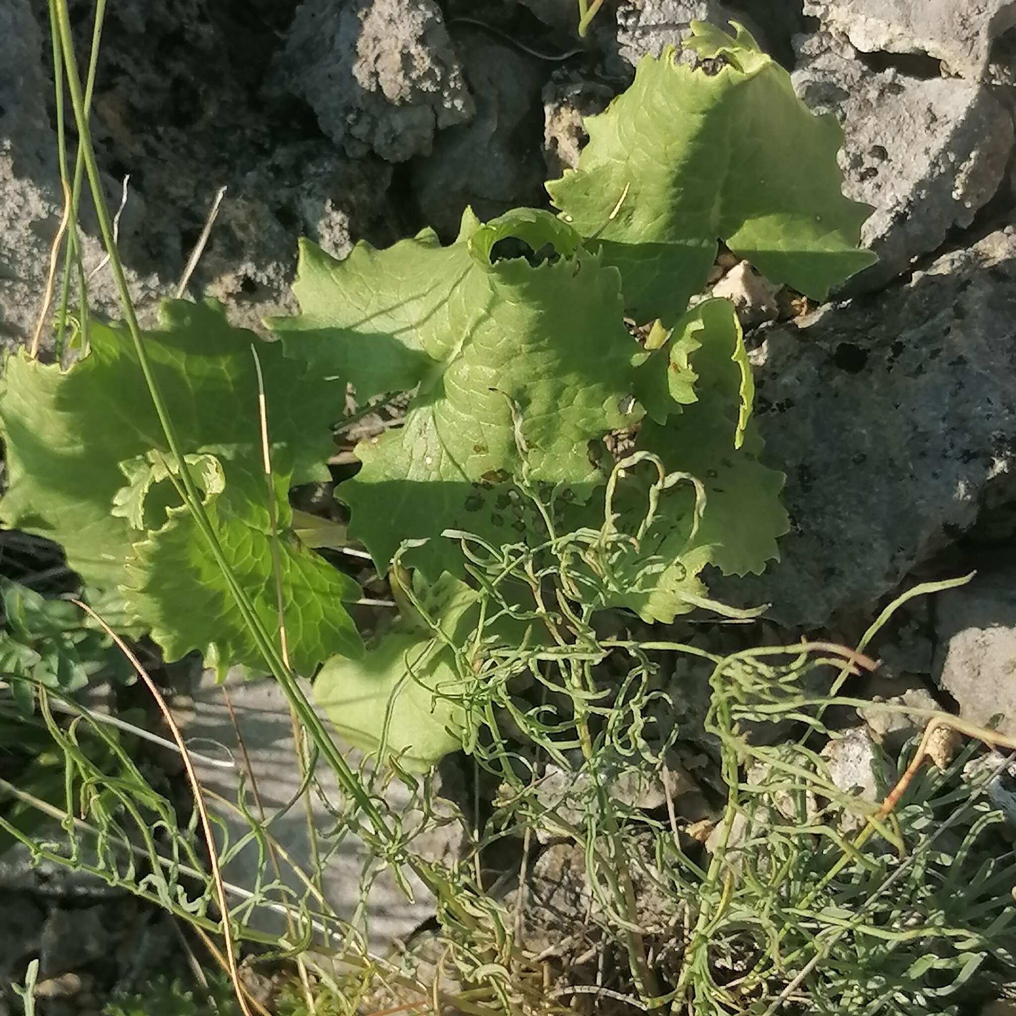 Image of Ligularia robusta (Ledeb.) DC.