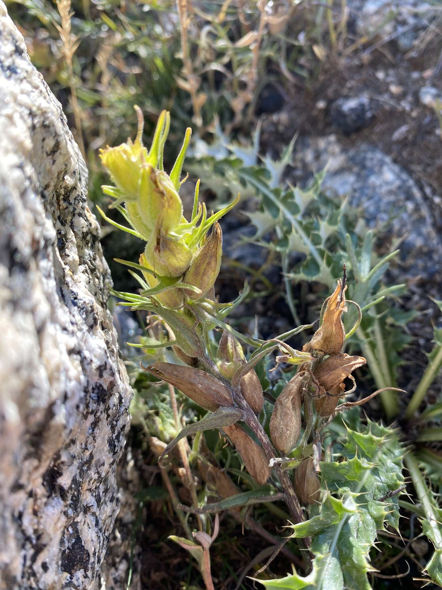 Image of shortflower Indian paintbrush