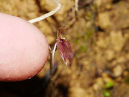 Cyrtostylis rotundifolia Hook. fil. resmi