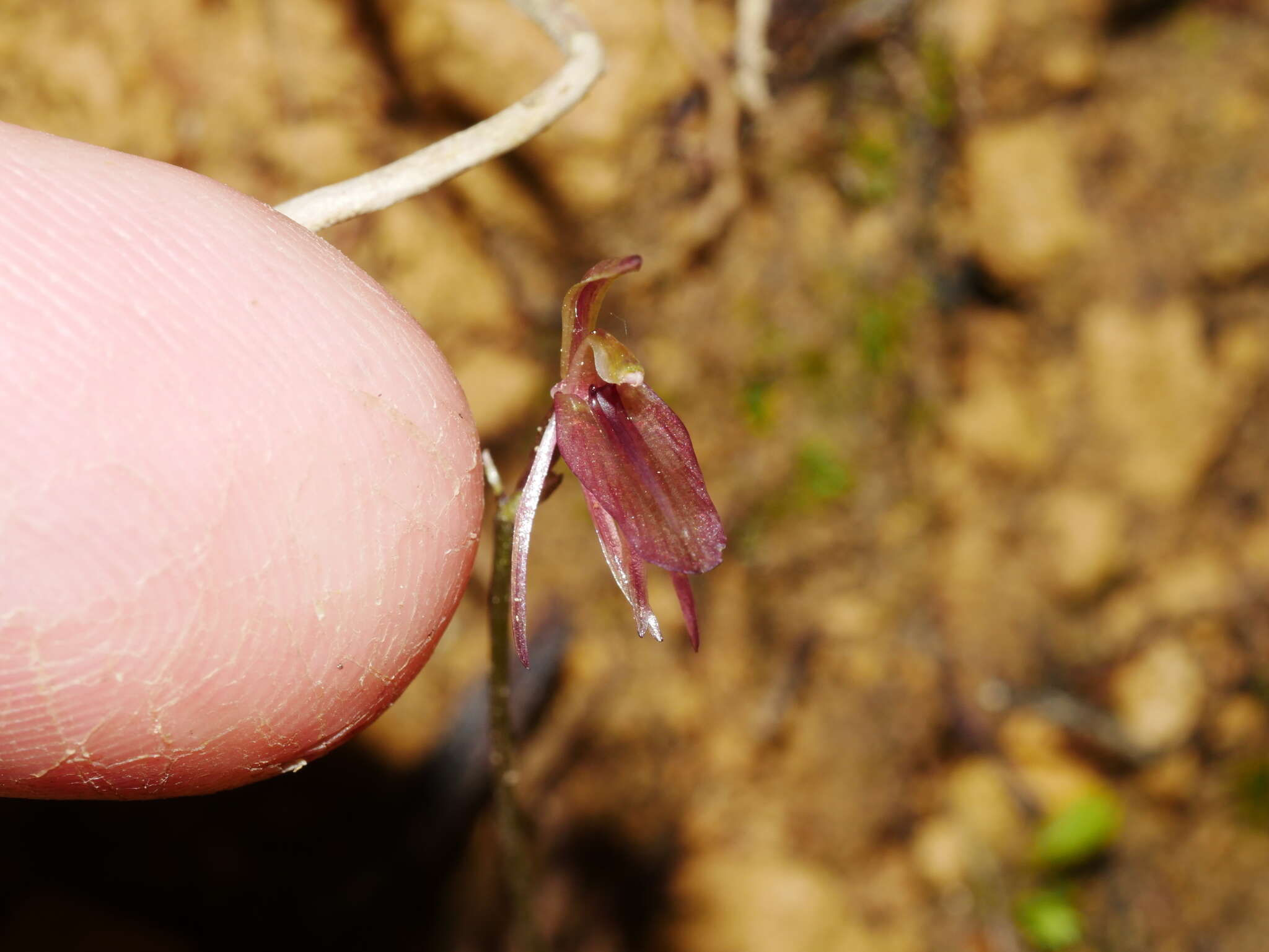 Image of Cyrtostylis rotundifolia Hook. fil.