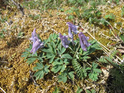 Imagem de Corydalis pauciflora (Willd.) Pers.