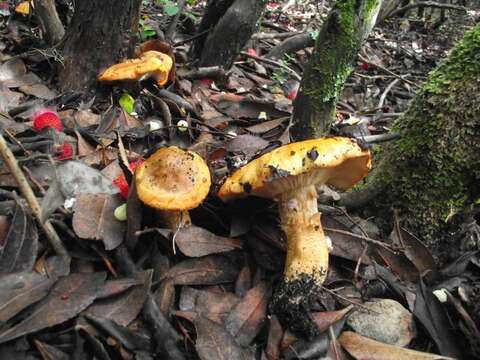 Imagem de Tricholoma aurantium (Schaeff.) Ricken 1914