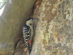 Image of Fulvous-breasted Woodpecker