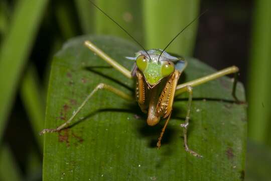 Image of Giant Malaysian Shield Mantis