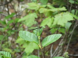 Image of Pygmy Clubtails