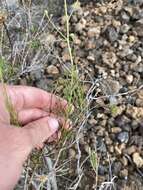 Image of Argyranthemum gracile Sch. Bip.