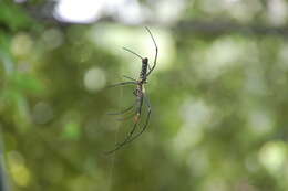 Image of Nephila pilipes (Fabricius 1793)