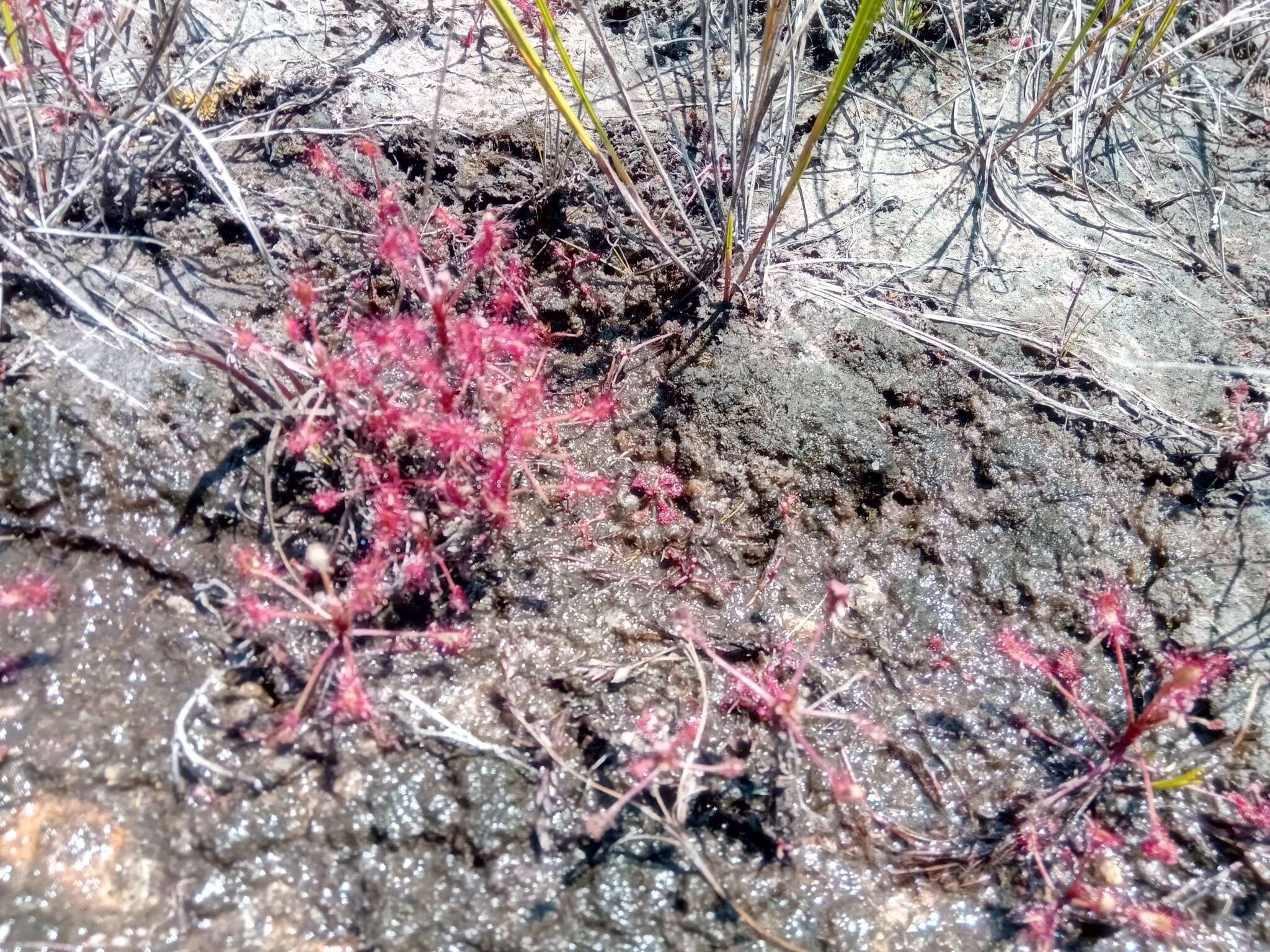 Image of Drosera madagascariensis DC.