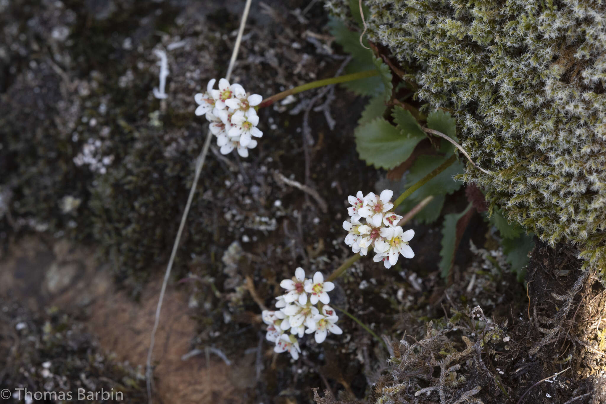 Plancia ëd Micranthes rufidula Small