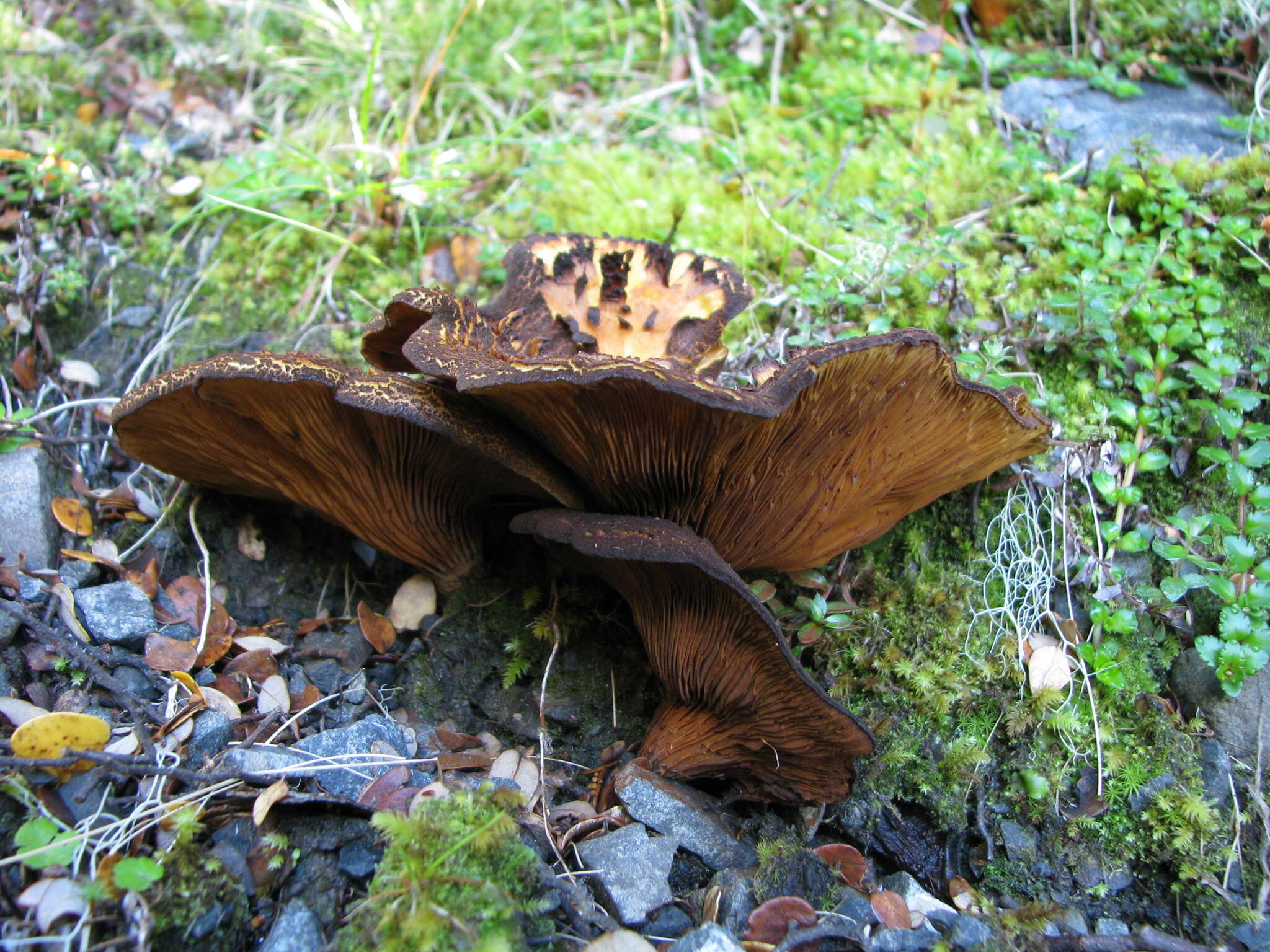 Sivun Austropaxillus squarrosus (McNabb) Bresinsky & Jarosch 1999 kuva