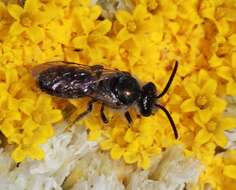 Lasioglossum eremaean Walker 1995的圖片