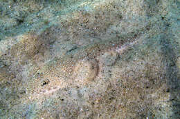 Image of Blue-spotted flathead