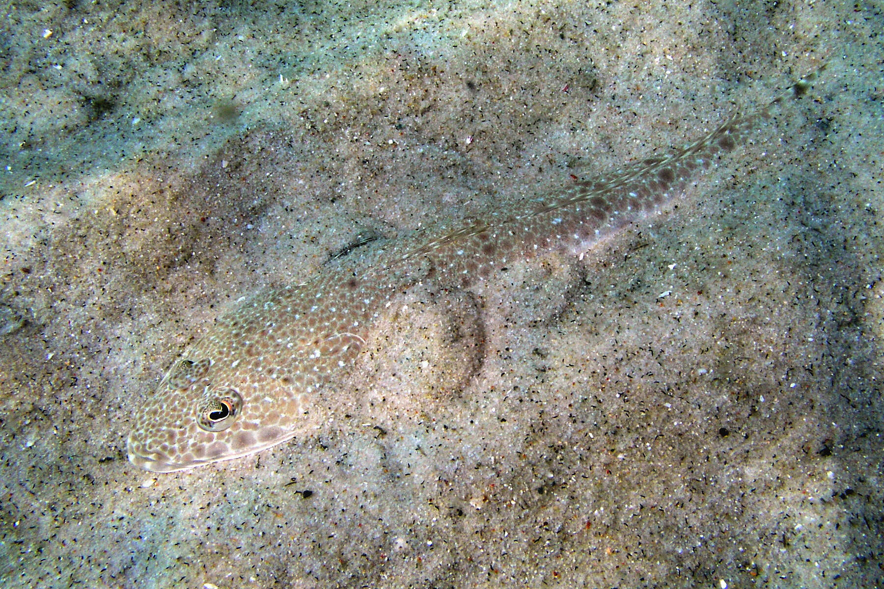 Image of Blue-spotted flathead