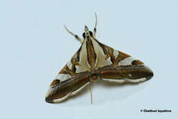 Agrioglypta itysalis Walker 1859 resmi