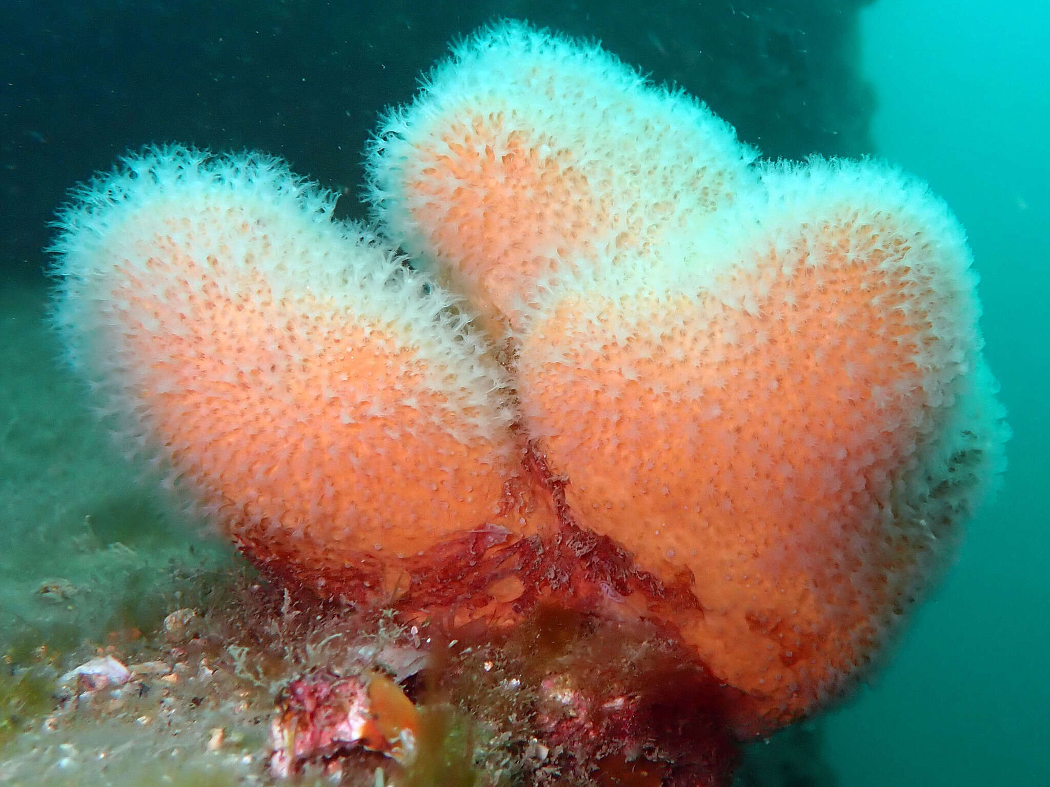 Image of Dead man’s fingers