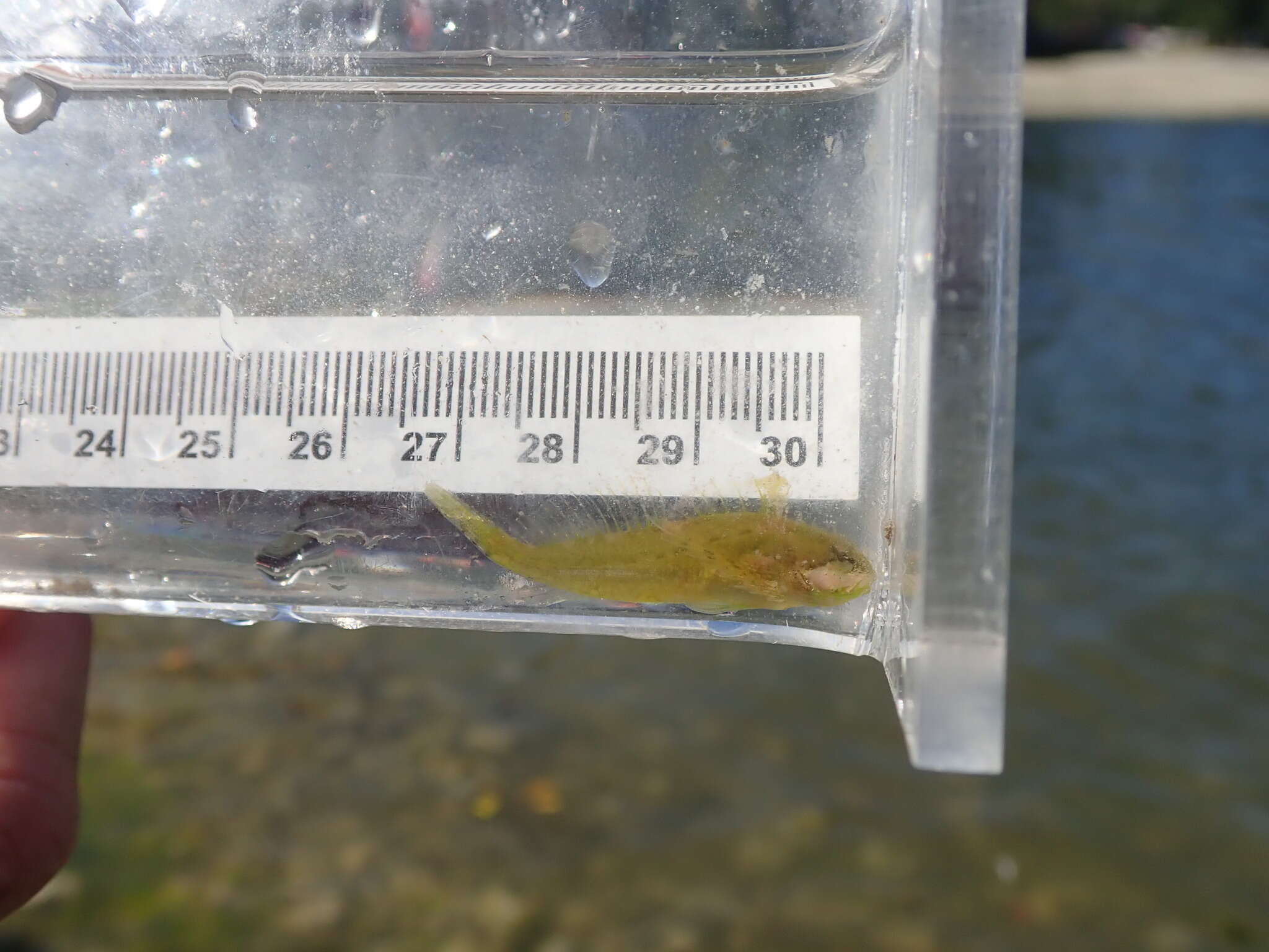 Image of Sharpnose sculpin