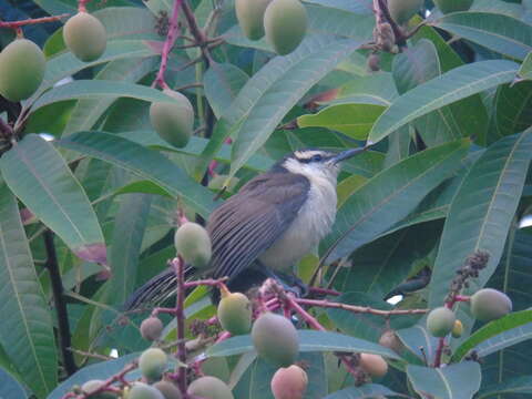 Image of Bicolored Wren