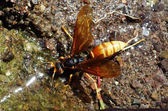 Image of <i>Polistes <i>comanchus</i></i> comanchus