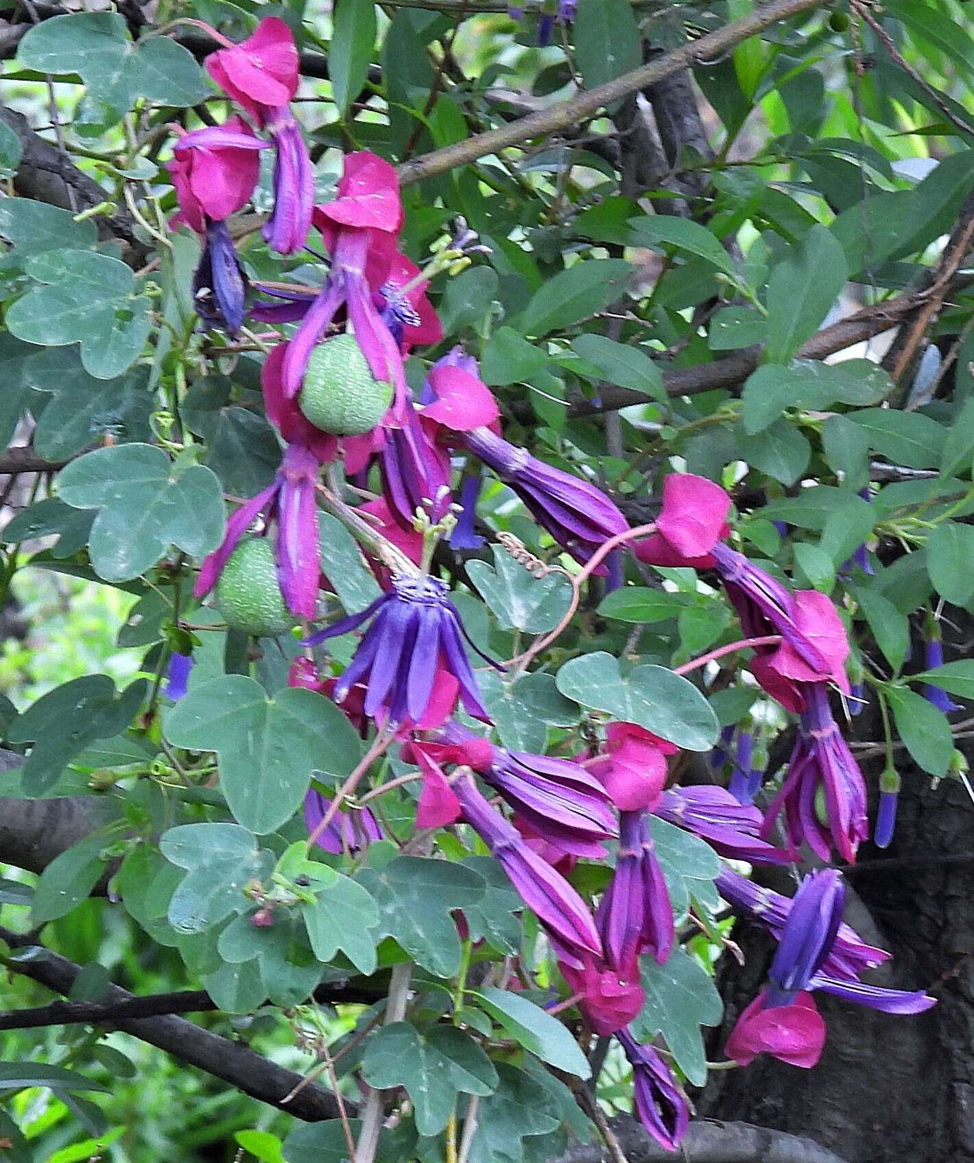 Image of Passiflora umbilicata (Griseb.) Harms