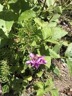 Imagem de Epilobium colchicum subsp. colchicum